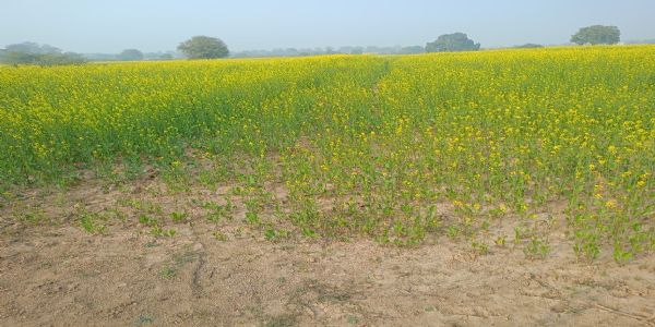 कोहरे के चलते दलहनी और तिलहनी फसलों को नुकसान