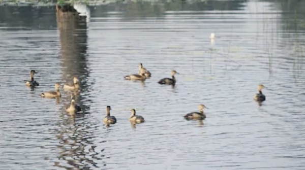 यूरोप- अफ्रीका से मप्र के नौरादेही पहुंचे प्रवासी पक्षी, 150 से अधिक प्रजातियों से गुलजार हुआ टाइगर रिजर्व यूरोप- अफ्रीका से मप्र के नौरादेही पहुंचे प्रवासी पक्षी, 150 से अधिक प्रजातियों से गुलजार हुआ टाइगर रिजर्व
