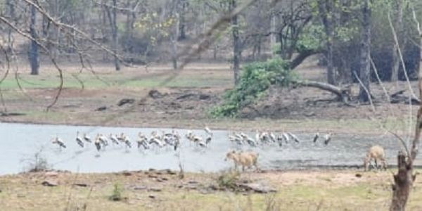 यूरोप- अफ्रीका से मप्र के नौरादेही पहुंचे प्रवासी पक्षी, 150 से अधिक प्रजातियों से गुलजार हुआ टाइगर रिजर्व यूरोप- अफ्रीका से मप्र के नौरादेही पहुंचे प्रवासी पक्षी, 150 से अधिक प्रजातियों से गुलजार हुआ टाइगर रिजर्व