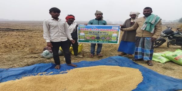 नैनो डीएपी से बीज उपचार कर की गई गेहूं की बोआई