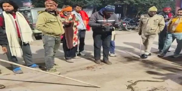 महोबा में नाग-नागिन के जोड़े ने खेत में किसान को डसा, हालात गंभीर