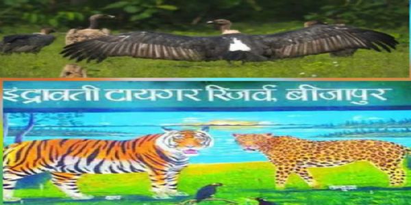 इंद्रावती टाइगर रिजर्व में तीन और गिद्धों को जीपीएस लगाकर छोड़ने की चल रही तैयारी