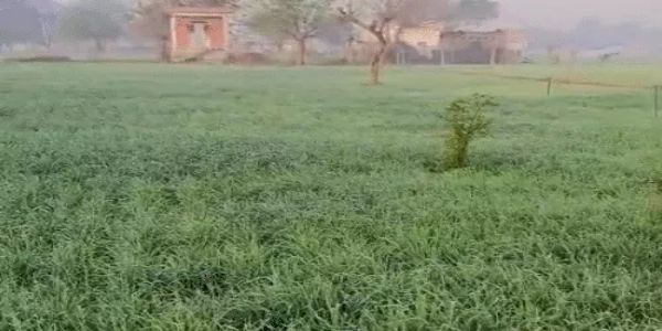 राजस्थान में कड़ाके की ठंड का प्रकोप, कई जिलों में शीतलहर की चेतावनी