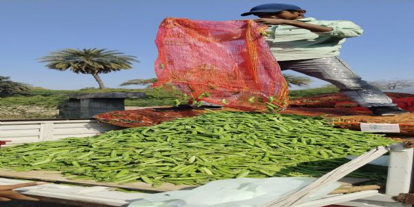 उज्जैनः  ठण्ड तेज होते ही हरी मटर की जोरदार आवक, दाम 20 रुपये किलो