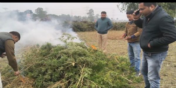 गांजा की अवैध खेती को पुलिस ने किया नष्ट