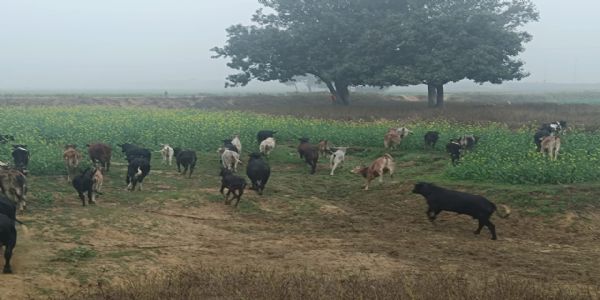छुट्टा पशुओं से कुसहरा गांव के किसान बेहाल, सैकड़ों एकड़ फसल तबाह