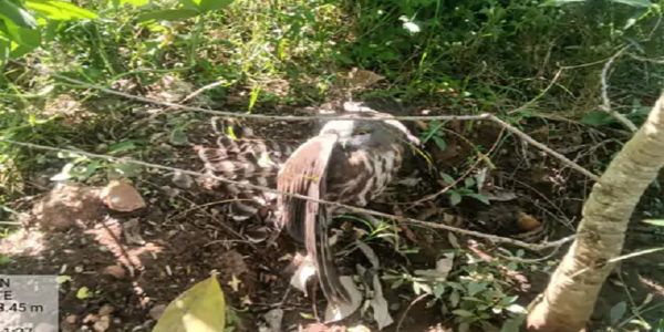 बैतूल में मिला दुर्लभ प्रजाति का उल्लू