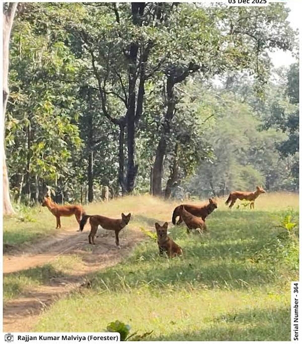 The next poster of the series “Seoni: Jungle, From the Eyes of Junglewala” is out. The next poster of the series “Seoni: Jungle, From the Eyes of Junglewala” is out.