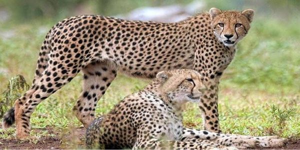 चीते (फाइल फोटो) चीते (फाइल फोटो)