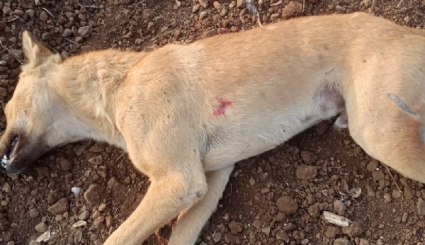 कुत्ते की मौत