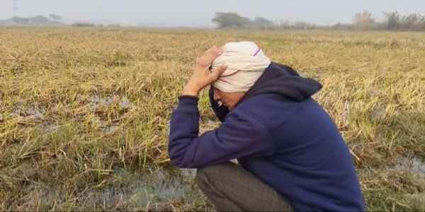 कानपुर देहात में जलभराव की मार से खेतों में सड़ रही धान की फसल