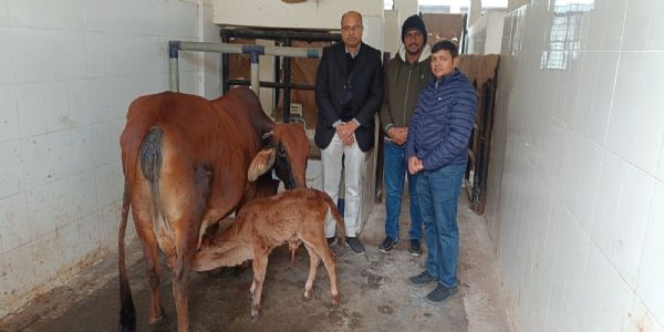 एफवीएएस–बीएचयू को पाँचवीं सफलता : एमओईटी तकनीक से स्वदेशी सरोगेट गाय ने दी साहीवाल बछिया को जन्म