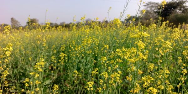 सरसों और मसूर में विस्तार, दलहन–तिलहन को मिला बढ़ावा