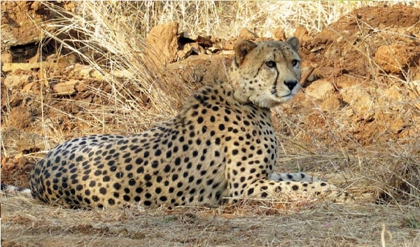 मादा चीता वीरा मादा चीता वीरा