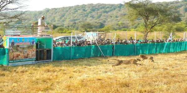 मुख्यमंत्री ने अंतरराष्ट्रीय चीता दिवस पर कूनो के जंगल में छोड़े 3 चीते मुख्यमंत्री ने अंतरराष्ट्रीय चीता दिवस पर कूनो के जंगल में छोड़े 3 चीते