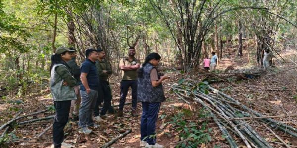 बस्तर के नक्सल प्रभावित इलाकों में वानिकी कार्य बना रोजगार का नया जरिया