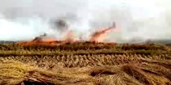 दांतन–नारायणगढ़ में पराली जलाने से फसलों का भारी नुकसान, प्रशासनिक प्रतिबंध के बावजूद जारी लापरवाही