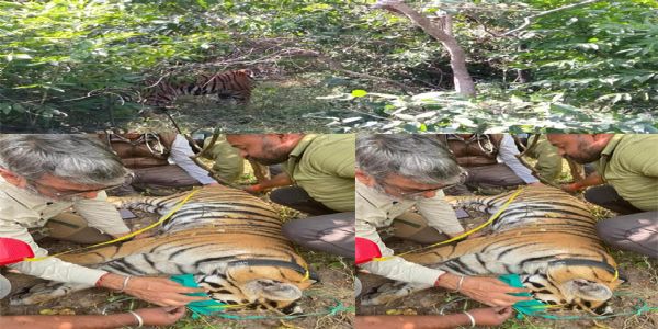 अपडेट सिवनीः पेंच टाइगर रिजर्व से राजस्थान भेजी जाने वाली बाघिन को ट्रेंकुलाइज कर लगाया गया रेडियो कॉलर