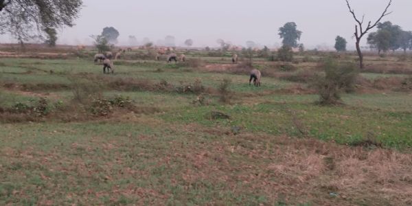 नीलगाय ने 50 एकड़ खेती को पहुंचाया नुकसान