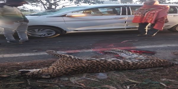 नूरपुर अमरोहा मार्ग पर अज्ञात वाहन की टक्कर से गुलदार की मौत