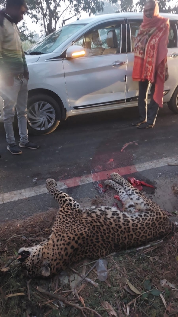 मृत गुलदार मृत गुलदार