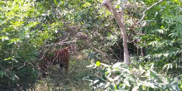 Update: From the jungle to the sky and then to Rajasthan – a thrilling tigress relocation mission Update: From the jungle to the sky and then to Rajasthan – a thrilling tigress relocation mission