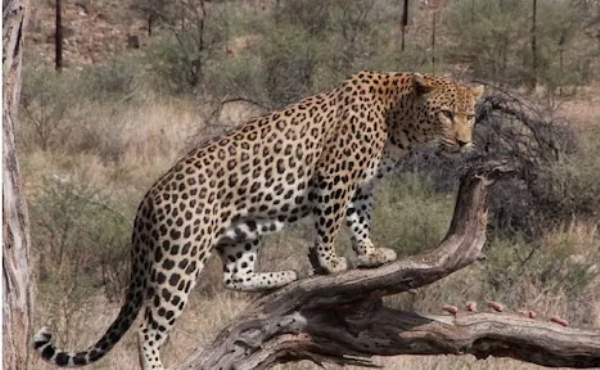 जयपुर में तेंदुए की गतिविधियों पर वन विभाग सतर्क जयपुर में तेंदुए की गतिविधियों पर वन विभाग सतर्क