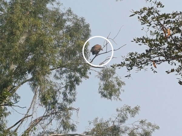 रविवार दोपहर बाद पेड़ की डाल पर बैठा दिख गिद्ध