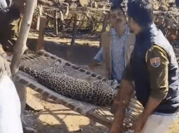 लेपर्ड की संदिग्ध परिस्थितियों में मौत लेपर्ड की संदिग्ध परिस्थितियों में मौत