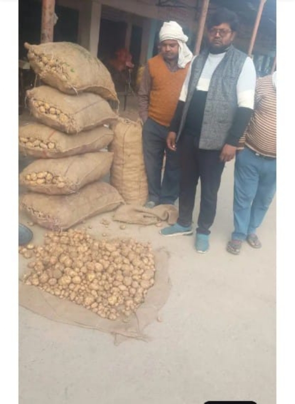 आलू मंडी में लगा आलू आलू मंडी में लगा आलू