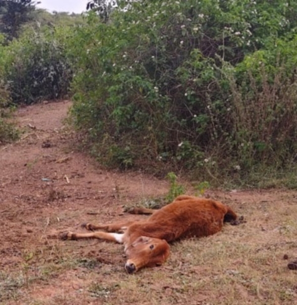 गौहत्या की घटना गौहत्या की घटना