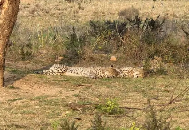 सड़क हादसे में चीते की मौत