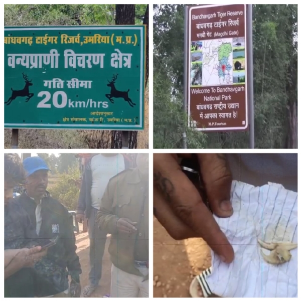 वन विभाग की बड़ी कार्रवाई नाबालिग से बाघ के नाखून और दांत बरामद वन विभाग की बड़ी कार्रवाई नाबालिग से बाघ के नाखून और दांत बरामद