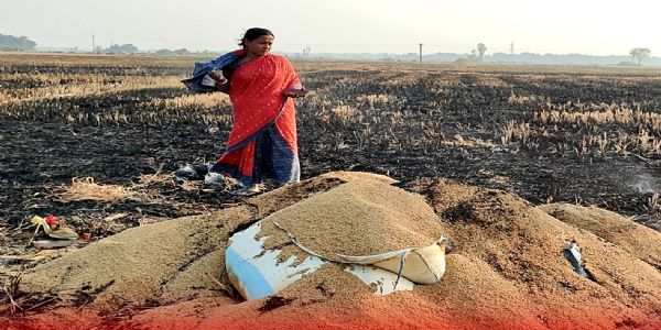 दांतन में पराली जलाने से लगी आग, बड़ी मात्रा में धान जलकर नष्ट