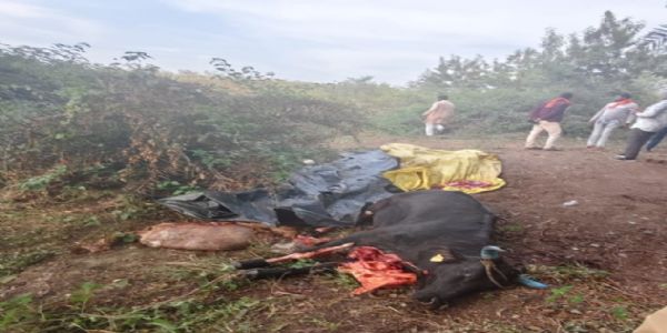 झाबुआ: जिले के मेघनगर थाना क्षेत्र में तीन गायों की क्रूरता पूर्वक जघन्य हत्या; पुलिस ने तीन को किया गिरफ्तार