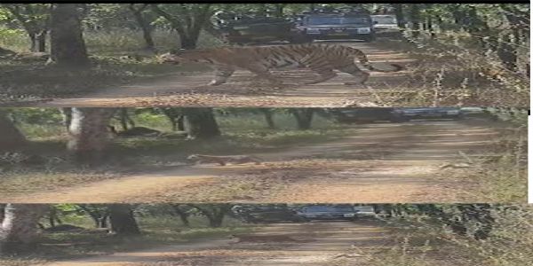 अपडेट सिवनीः खवासा बफर में दुर्लभ दृश्य, बाघिन पांच शावकों संग दिखी