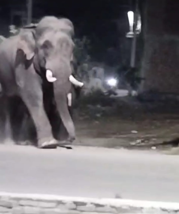 सड़क पर आया हाथियों का झुंड सड़क पर आया हाथियों का झुंड