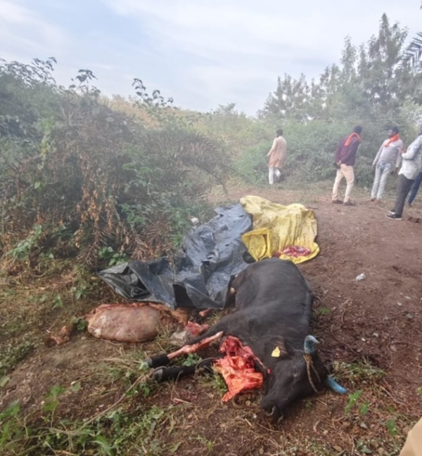 गोहत्या की घटना गोहत्या की घटना