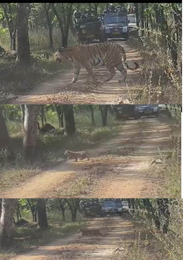 Rare sighting in Khawasa buffer Rare sighting in Khawasa buffer