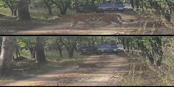 Khawasa buffer of Pench Tiger Reserve. Khawasa buffer of Pench Tiger Reserve.