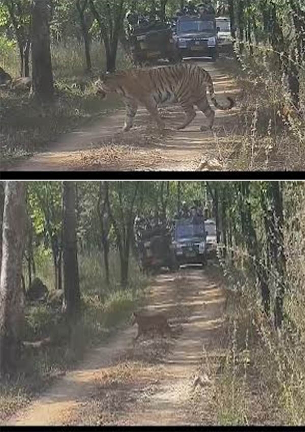 Khawasa buffer of Pench Tiger Reserve. Khawasa buffer of Pench Tiger Reserve.