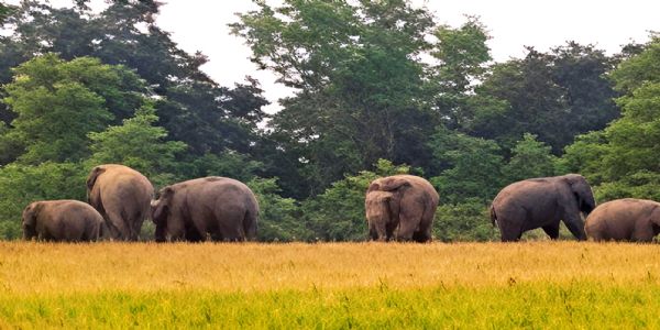 कुलबनी क्षेत्र में 20 हाथियों का अनियंत्रित झुंड, गन्ने की फसलों को भारी नुकसान