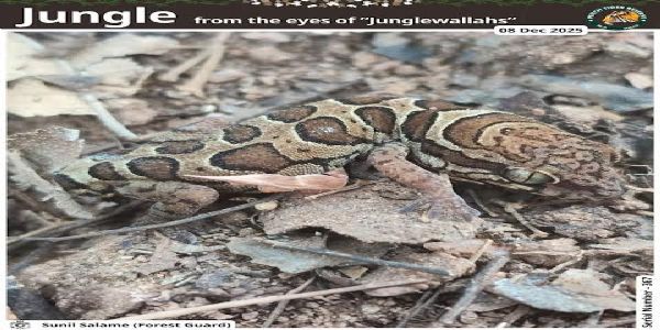 सिवनीः मध्यप्रदेश के सिवनी जिले के पेंच टाइगर रिज़र्व में दुर्लभ छिपकली दिखी