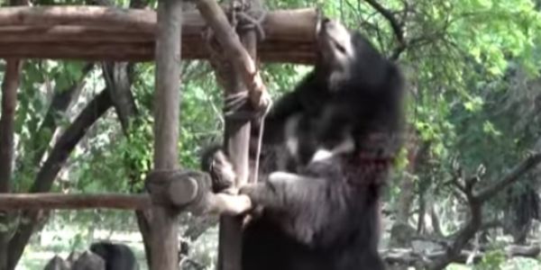 आगरा -भालूओं कों ठिठुरन से बचाने की कवायद शुरू