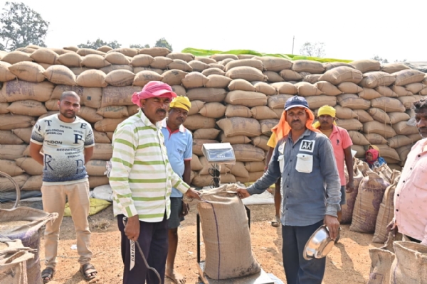 धान की तौलाई करते हुए किसान।