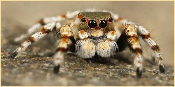 मकड़ी मकड़ी