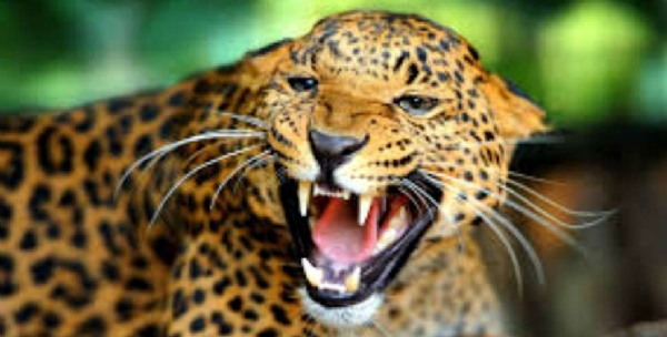 गुलदार का प्रतीकात्मक फोटो गुलदार का प्रतीकात्मक फोटो