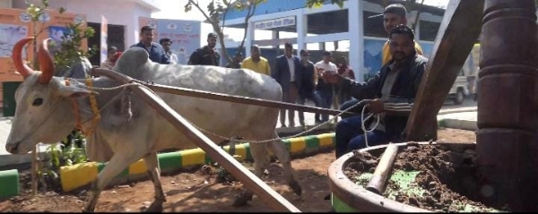 उपवन में कोल्हू चलाता हुआ बैल उपवन में कोल्हू चलाता हुआ बैल