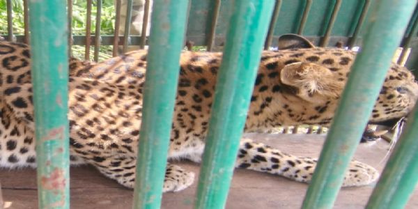 एमएनआईटी इंजीनियरिंग कॉलेज में घुसा शावक लेपर्ड