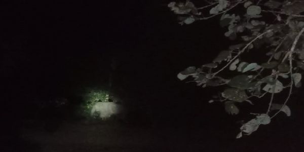 तेज़पुर में पालतू हाथी के हमले में व्यक्ति की मौत